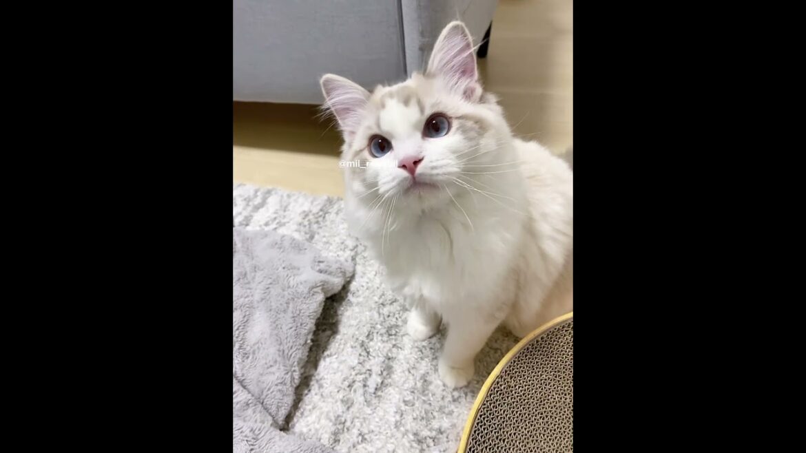 頭ポン🐈🐾🤍 #ragdoll #猫のいる暮らし #ラグドール #Kitty #neko