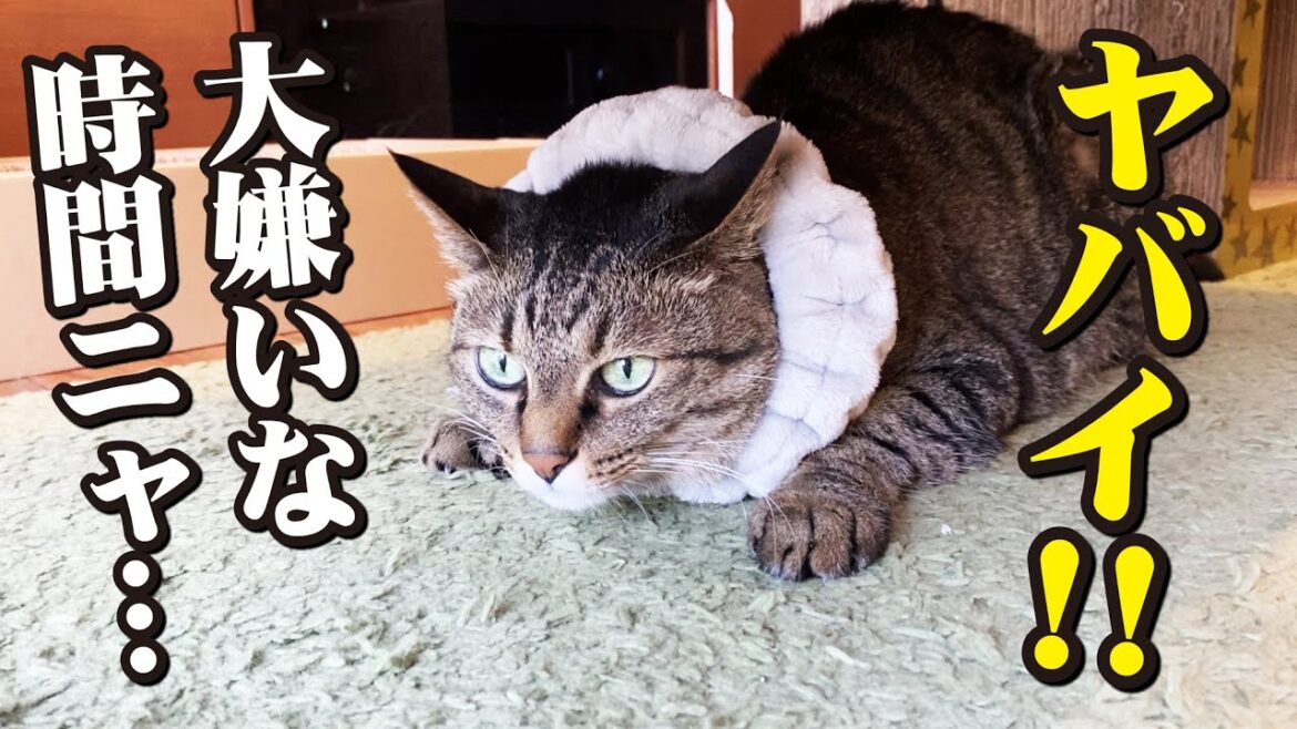 換毛期の4匹の猫たちとの悪戦苦闘のブラッシング大作戦! 換毛期の4匹の猫たちとの悪戦苦闘のブラッシング大作戦!