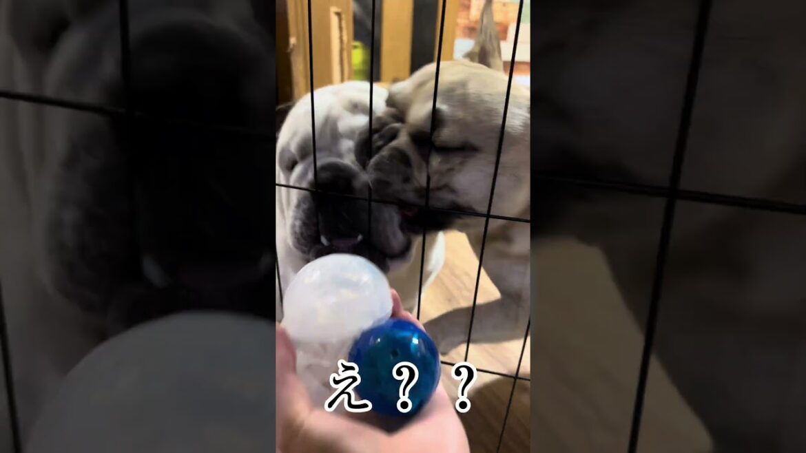 【なぜそうなる❓】フレブルにほっぺあむあむされるブルドッグ