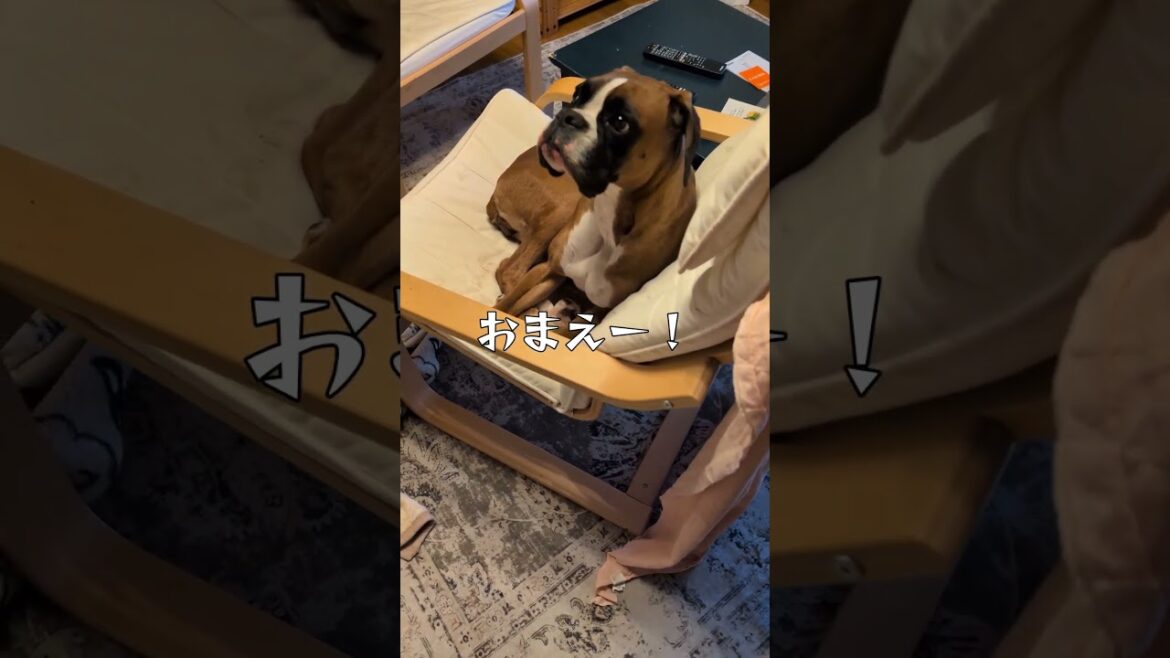 見本市を開催するパワ子 #コント #犬のいる生活 #コントチャンネル #ドッキリ #ボクサー犬 #大型犬のいる生活 #いぬ #ペット