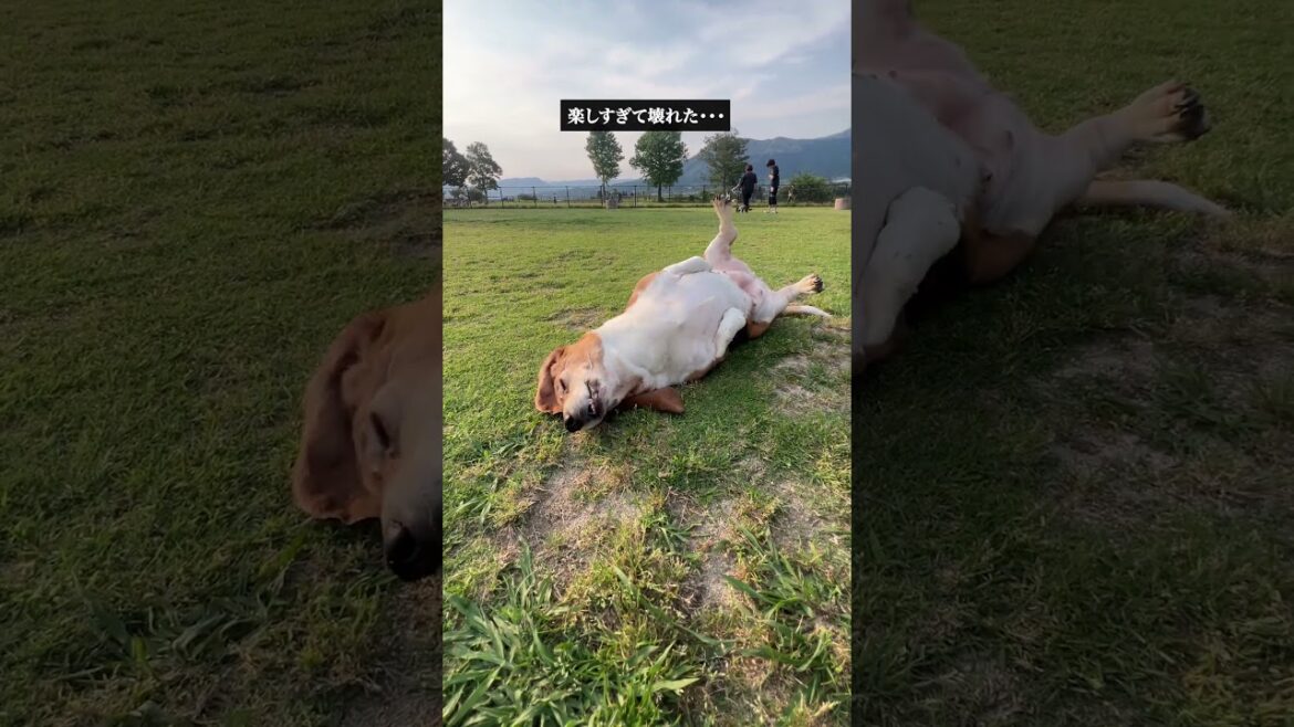 小型犬に吠えられて我に返る中型犬