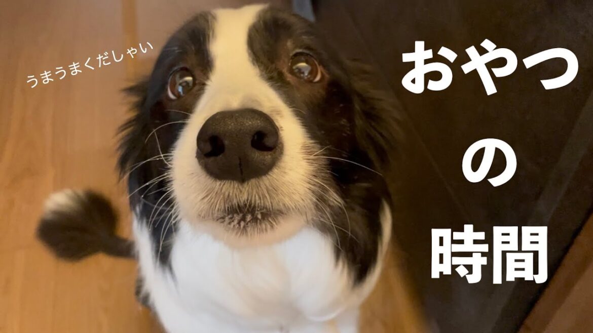 【ボーダーコリーとシェルティ】おやつの時間