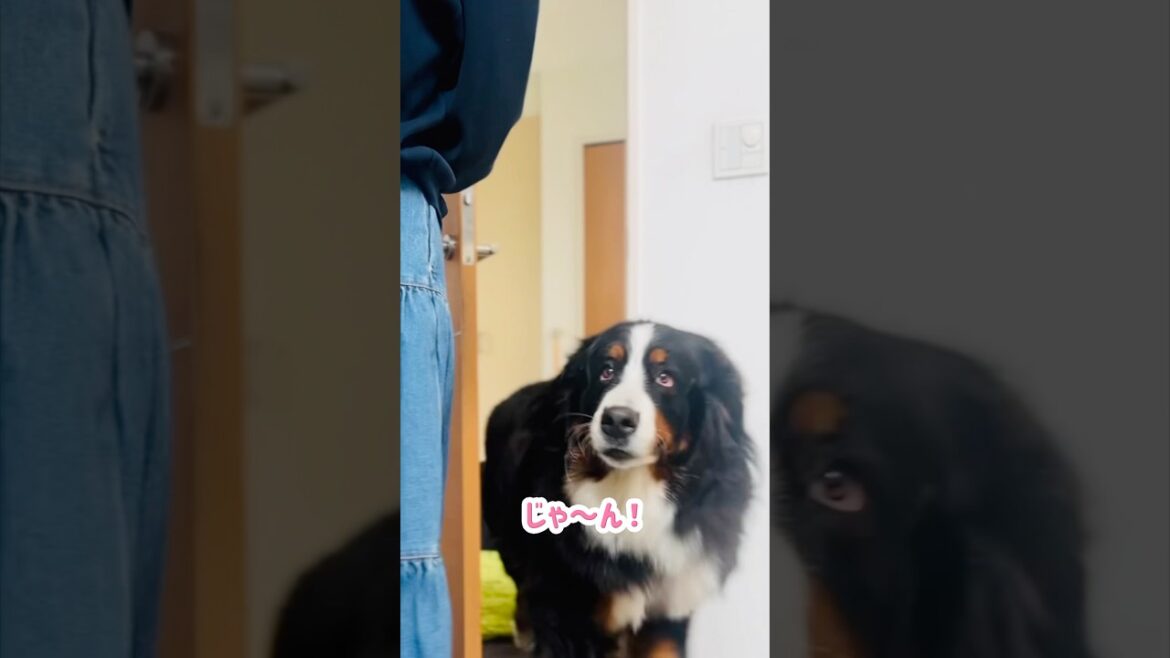 バーニーズのテンション爆上がり‼️飼い主の実家編🏠