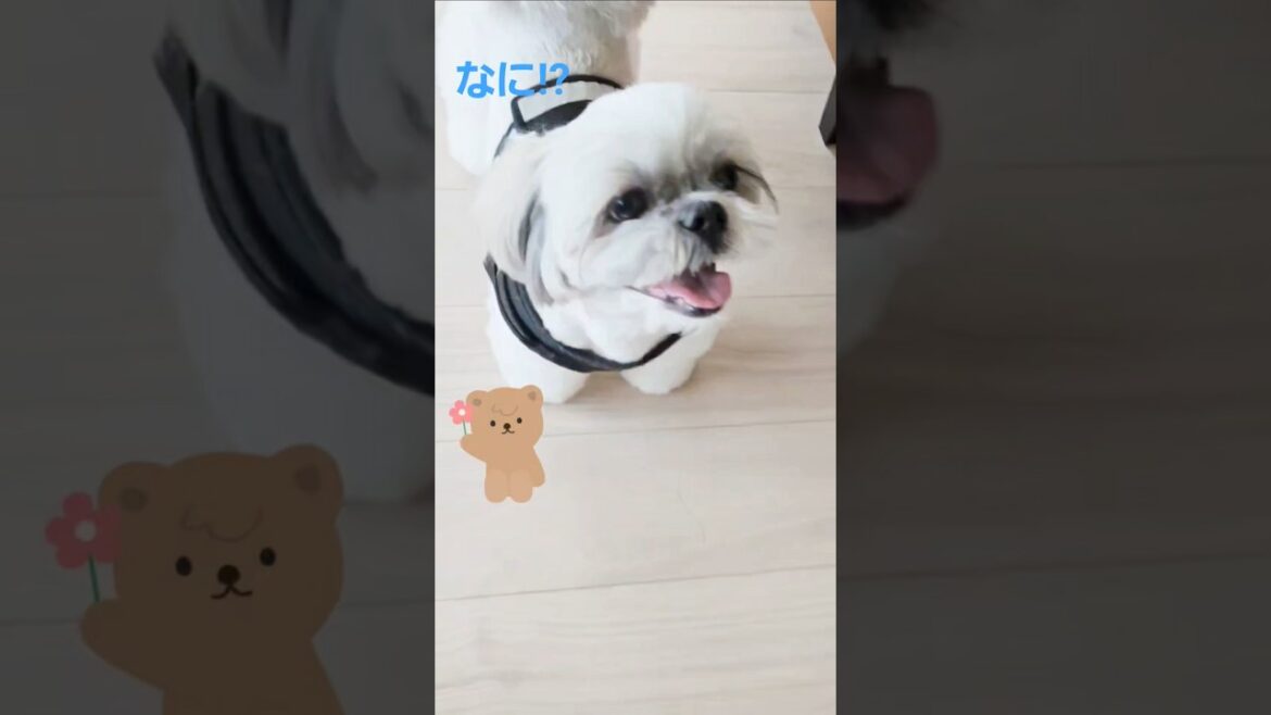なに⁉️(シーズー)#shorts #shihtzu #シーズー