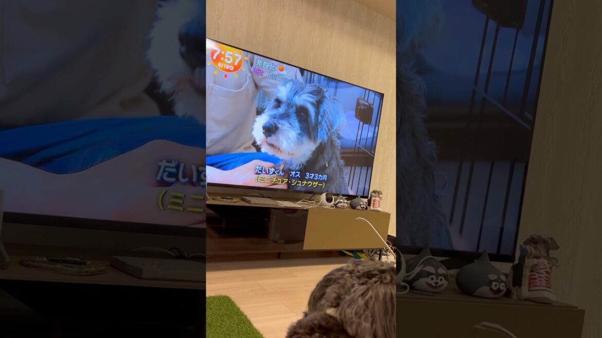 シュナウザーのマナちゃんと見るきょうのわんこ #シュナウザー #ミニチュアシュナウザー #元気になる動画 #犬のいる生活 #元気お届け #わんこ #可愛い #かわいい #癒し #きょうのわんこ