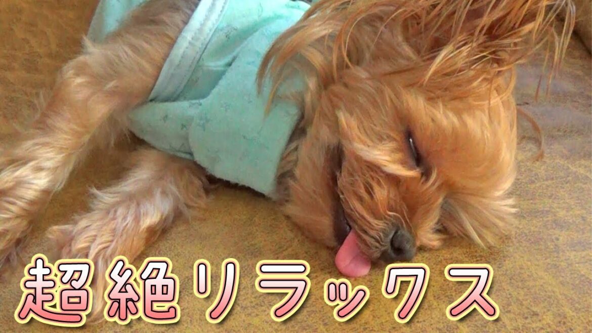 【ヨークシャテリア】ひときわリラックスしているヨークシャテリア【Yorkshire Terrier】 【ヨークシャテリア】ひときわリラックスしているヨークシャテリア【Yorkshire Terrier】