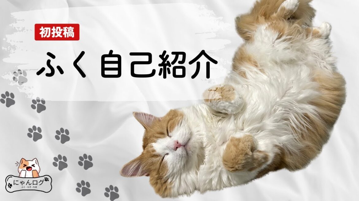 【初投稿】ふく自己紹介