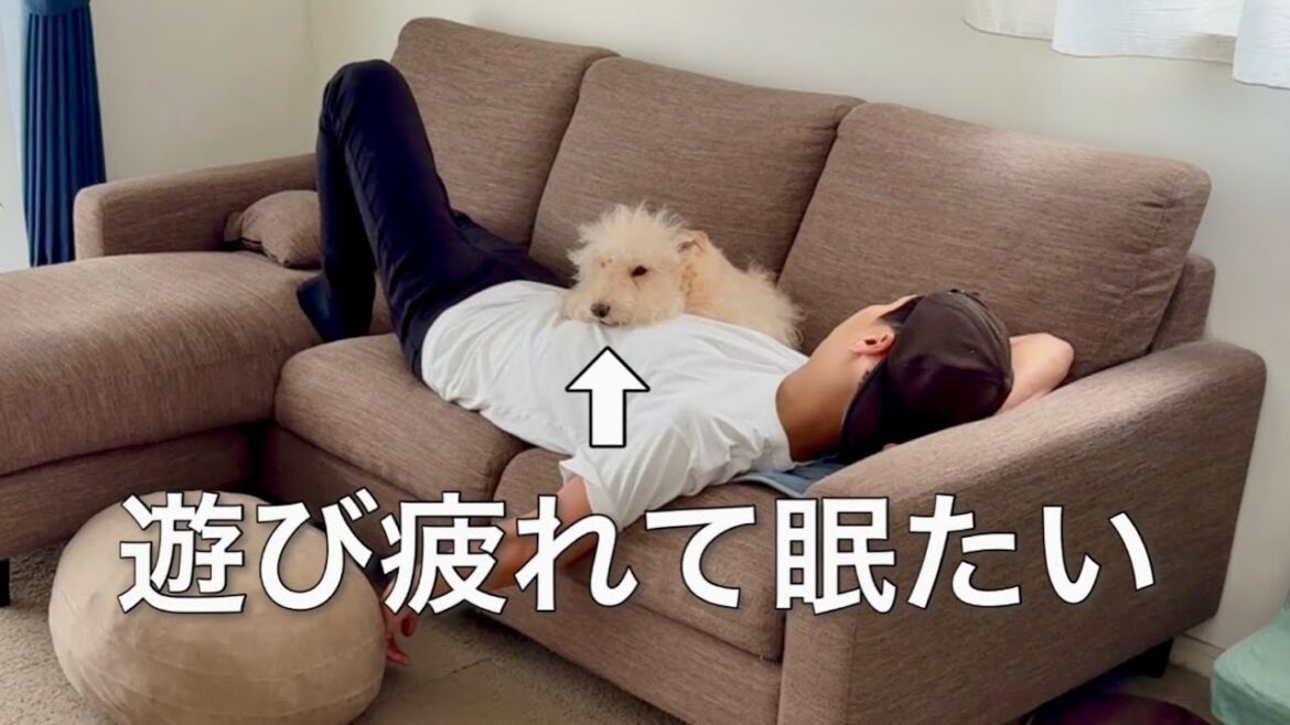 愛犬と思いっきり遊んだ後はお昼寝。テリア 愛犬と思いっきり遊んだ後はお昼寝。テリア