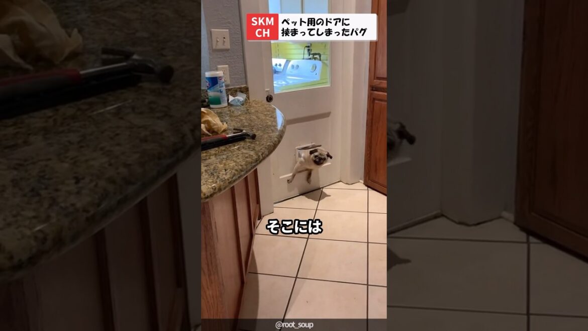 ペット用のドアに挟まってしまったパグ