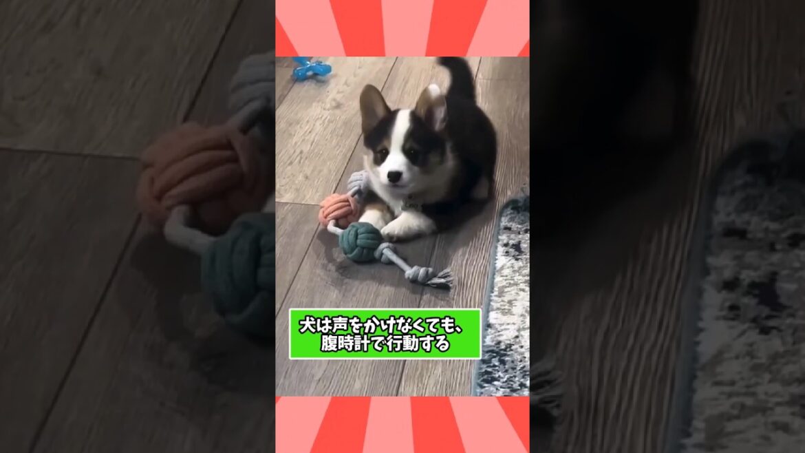 コーギーさんの動画見て笑ったら寝ろwww　#コーギー #笑える #コーギーのいる暮らし #犬のいる生活 #元気になる動画