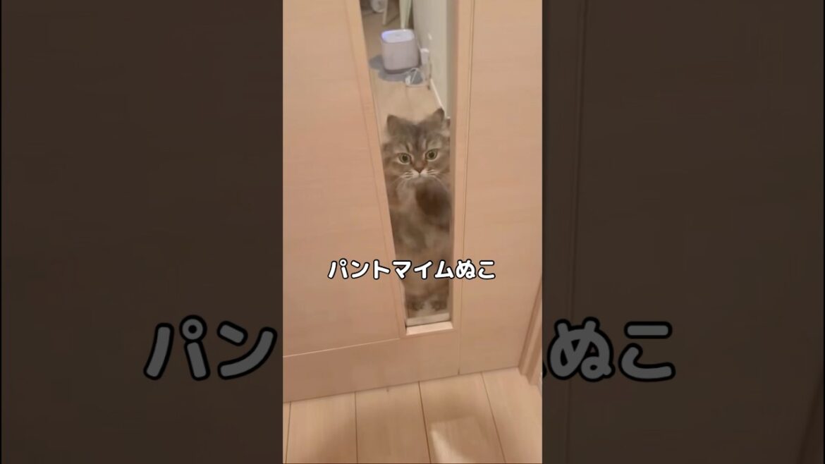 パントマイムする猫が可愛すぎるwww #パントマイム #マンチカン #マンチカン短足