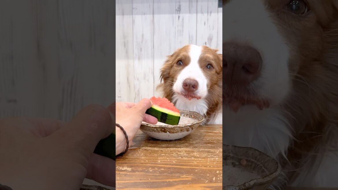 お上品にスイカを食べる犬が可愛すぎました🤤🍉【ASMR】【ボーダーコリー】