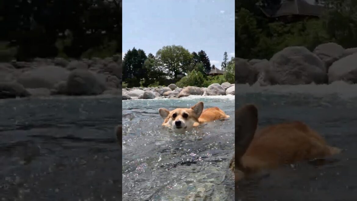 流れに乗って泳ぐコーギー / A Corgi swimming with the current. #コーギー #corgi #サクラ