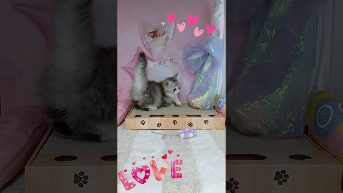 【ご家族様募集中】短足マンチカン男の子♡ #cat #かわいい子猫 #kitten #子猫 #cute #子猫ブリーダー #短足マンチカン #短足ミヌエット