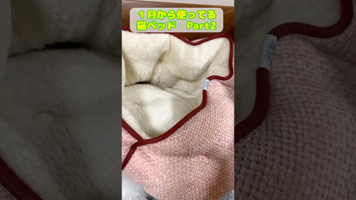 1月から使ってる猫ベッドPart2 #猫 #cat #ragdolls #ラグドール #猫のいる暮らし #猫好きさんと繋がりたい #子猫 #shorts