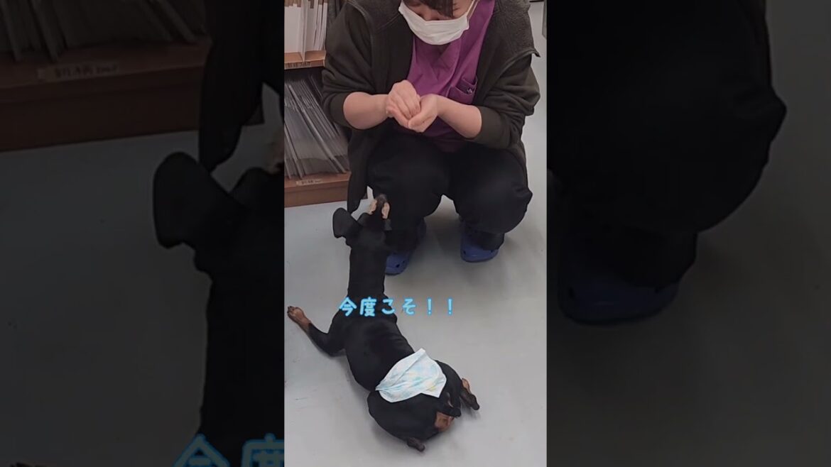 おやつクイズに必死に挑むミニピンがおもしろ可愛い【ミニチュアピンシャー犬のムーちゃん】#shorts