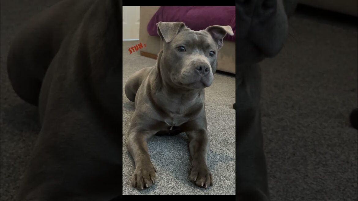 The beautiful Bullet