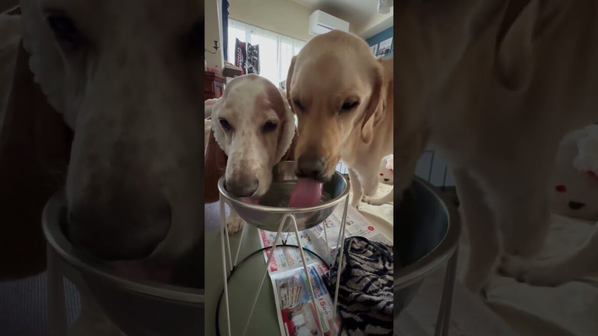 #bassethound #labradorretriever #バセットハウンド #ラブラドールレトリバー #大型犬