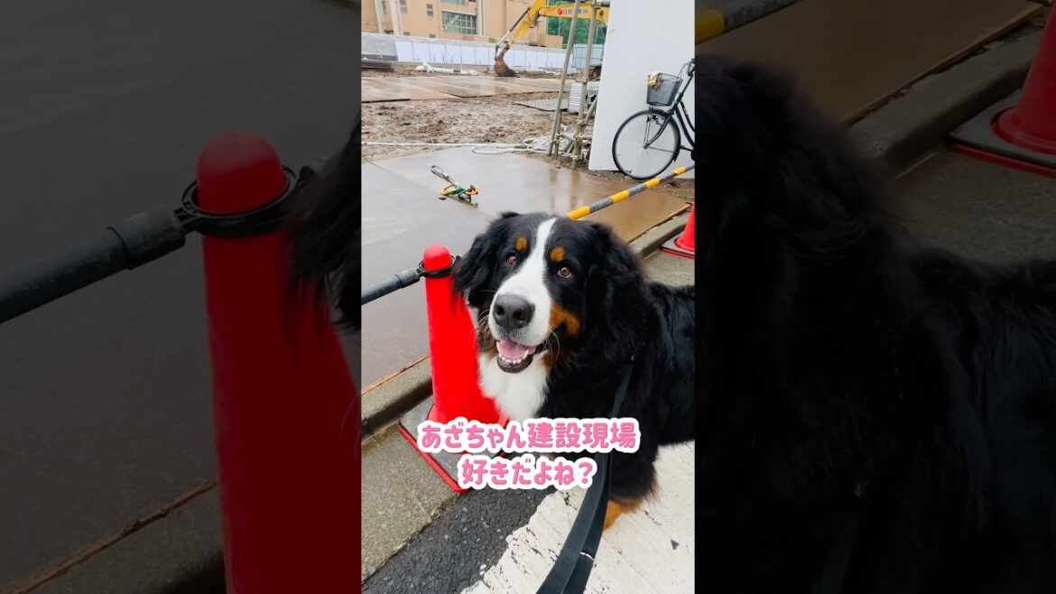 まさかの場所でストップ‼️バーニーズの気になるスポット🐾