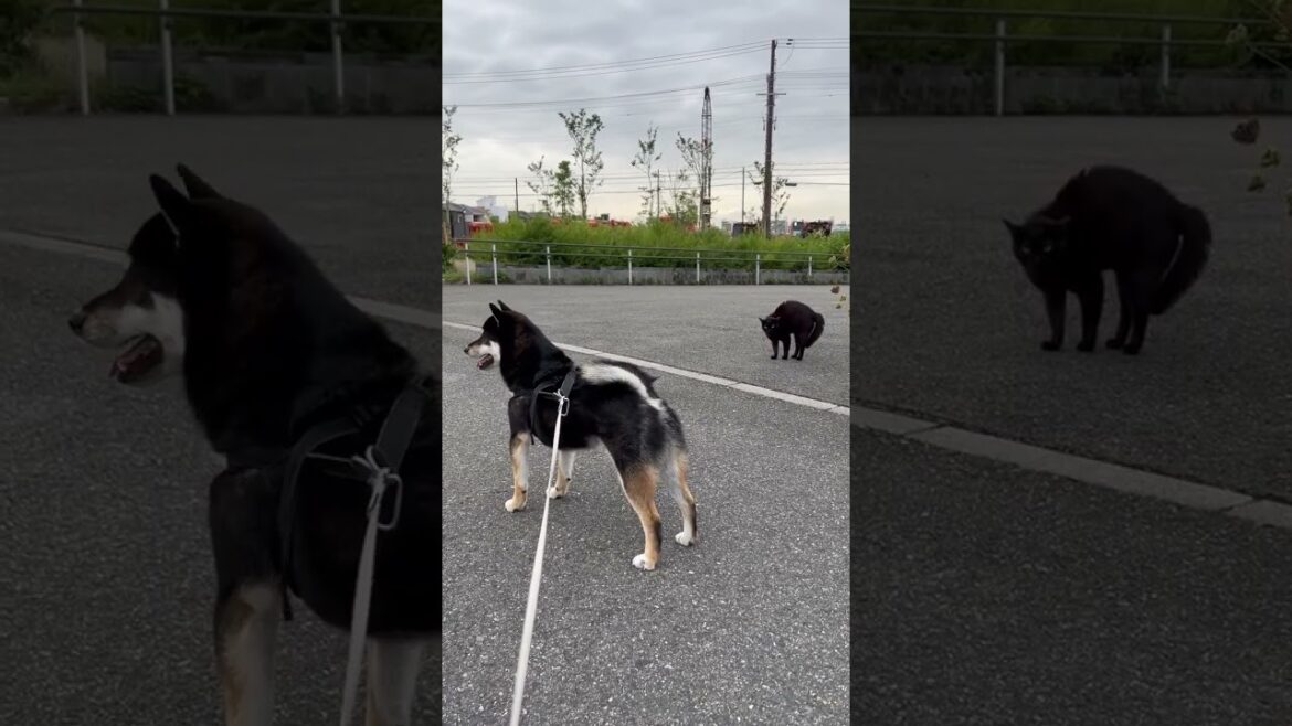 猫との駆け引きに勝った風の柴犬「今日のところは許す…」柴犬、黒猫に謎の上から目線で勝利宣言#柴犬 #柴犬テン #犬と猫 #犬あるある #黒猫  #猫との攻防 #犬と猫の関係  #猫vs犬
