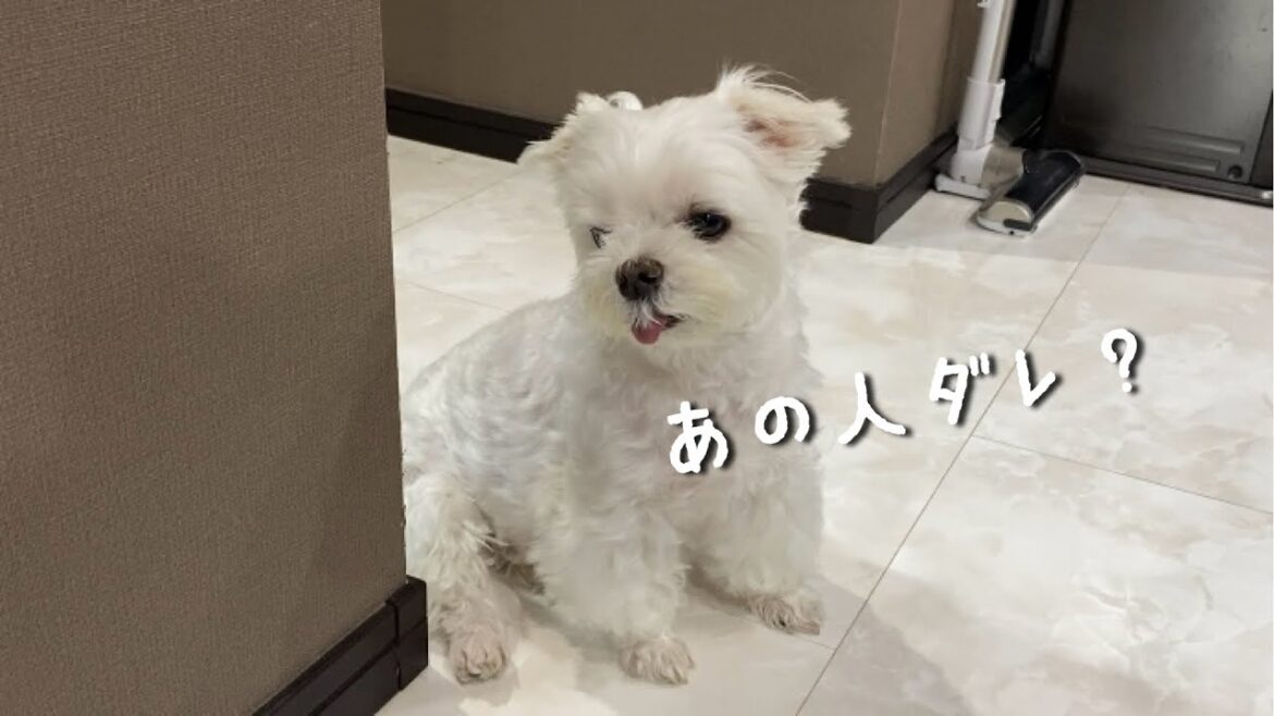 久し振りに来た来客を壁の陰からガン見する犬
