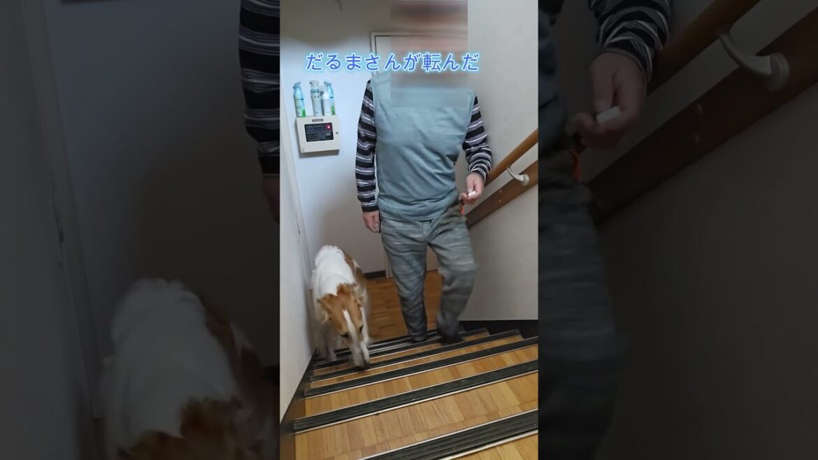 ボルゾイ #Borzoi #ルナ #だるまさんが転んだ