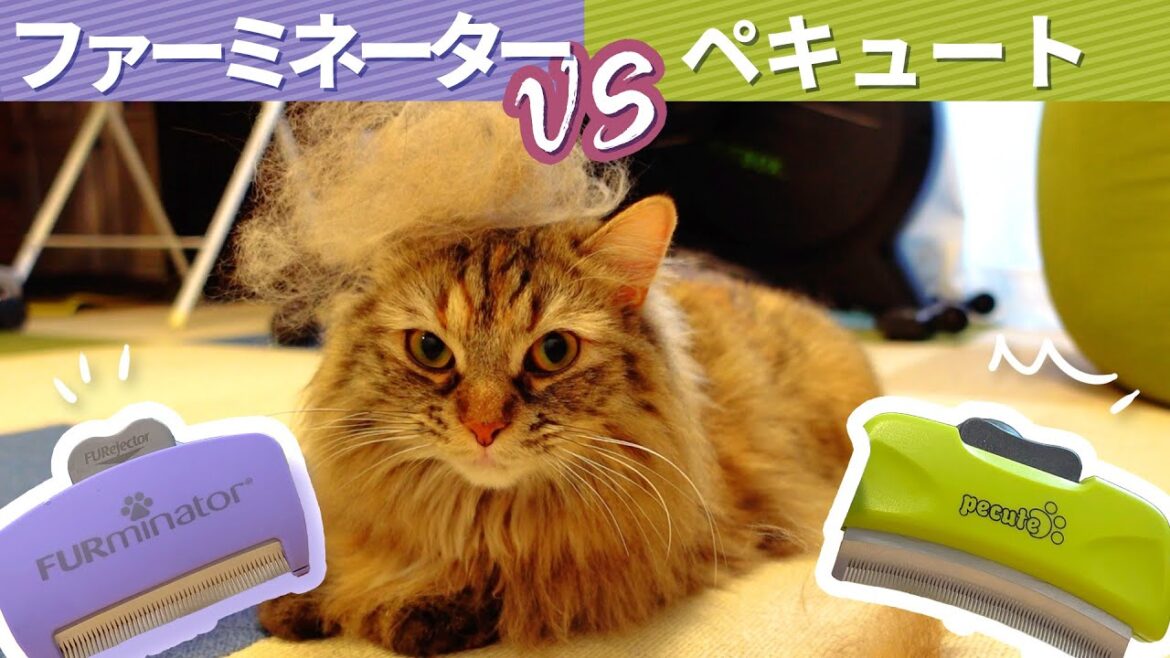 【オススメブラシ】ファーミネーターとペキュートのブラシはどのくらい違う？？【サイベリアン】