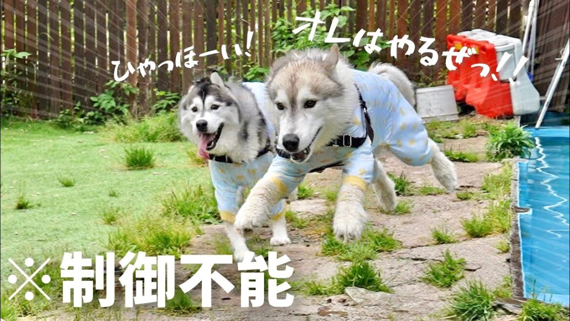 【狂走】友達と会えた嬉しさから制御効かず狂うように走って飛ぶハスキー兄弟ww【シベリアンハスキー】