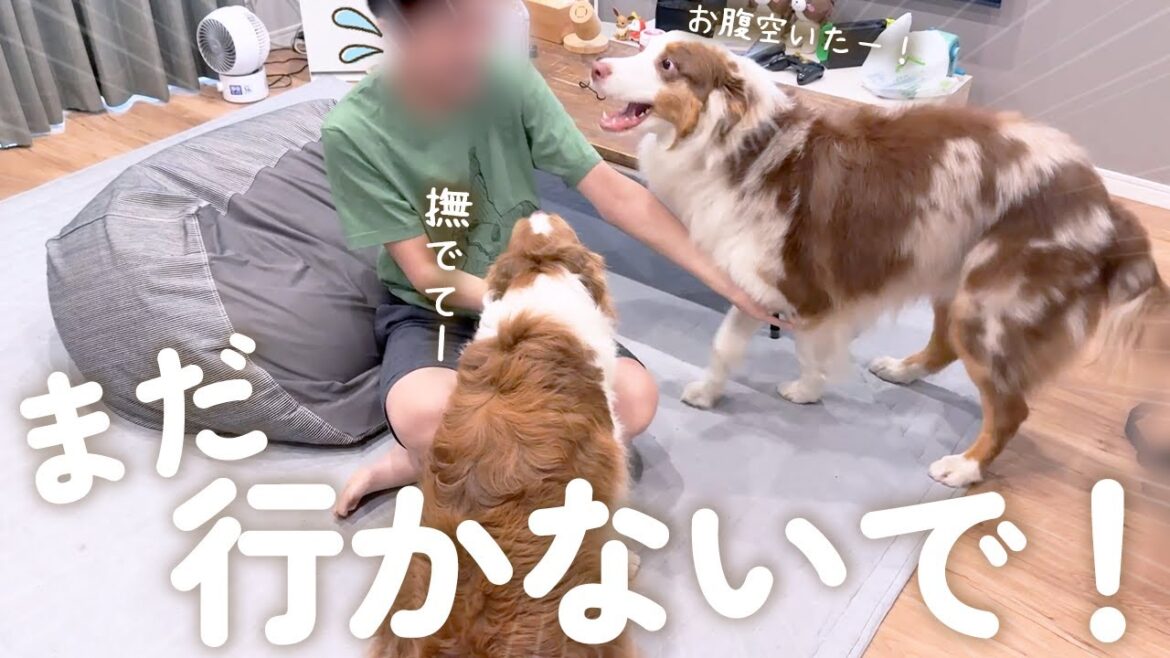 お兄ちゃんが学校に行こうとするとあの手この手で阻止しようとする犬達が可愛い😂【ボーダーコリー・オーストラリアンシェパード】 お兄ちゃんが学校に行こうとするとあの手この手で阻止しようとする犬達が可愛い😂【ボーダーコリー・オーストラリアンシェパード】
