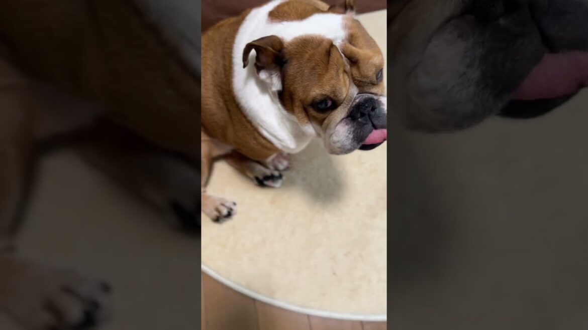 千万亀ちゃん‼️おやつ要求‼️#保護犬と暮らす #bulldog #ブルドッグ #犬のいる暮らし