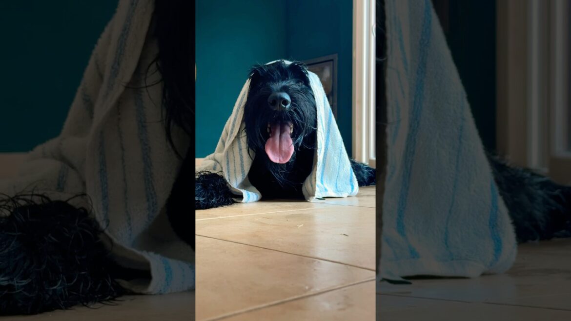 Giant Schnauzer resting after shower 🥹