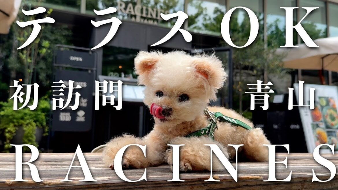 念願のラシーヌ青山で初ランチしたら想定外の・・・【RACINES】【トイプードル】