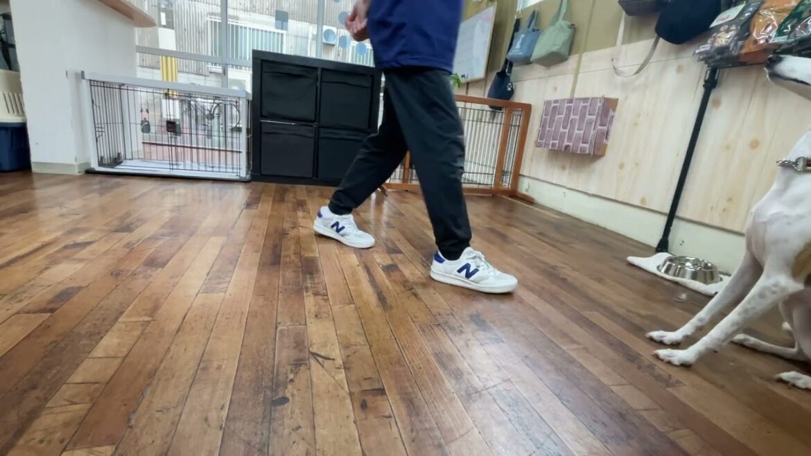 ウィペットの”マキちゃん”と”ついて”と”ループ”に挑戦！