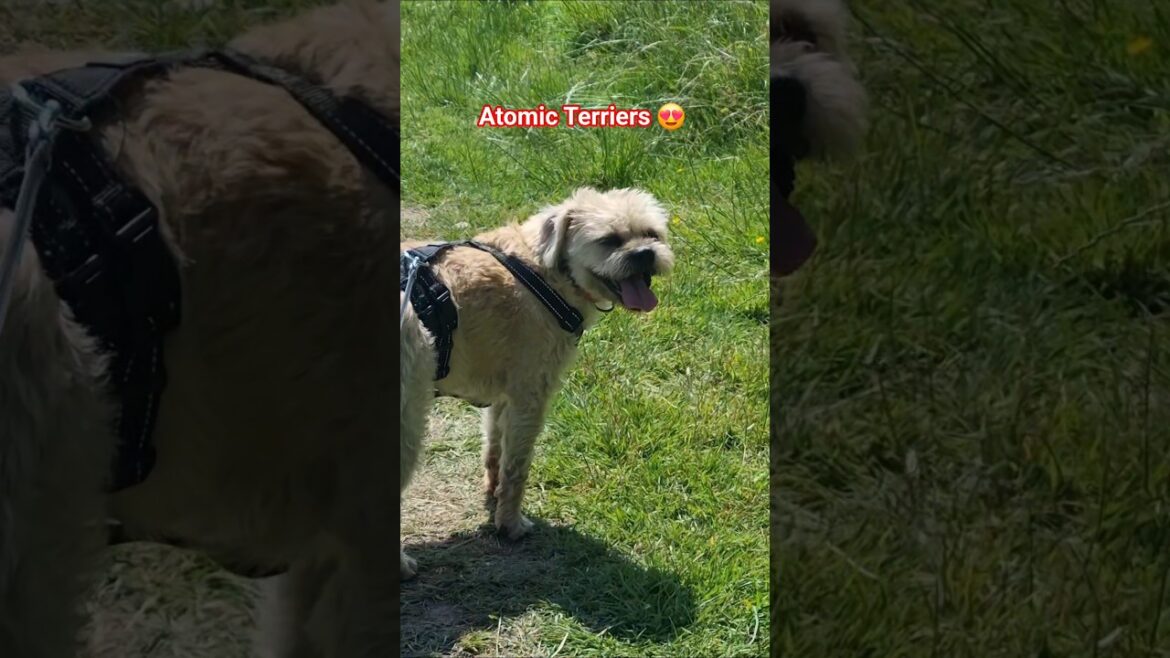 Atomic Terriers 😍