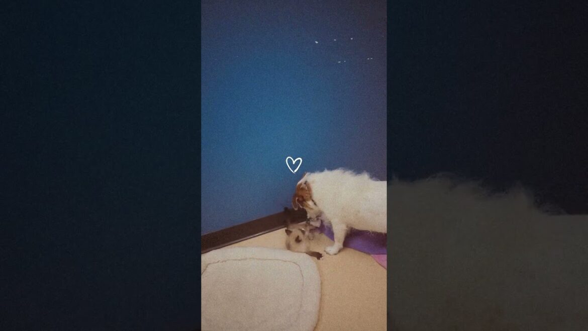 Meet Kai a Snowshoe currently available for adoption! 6/22/2025 9:11:18 AM