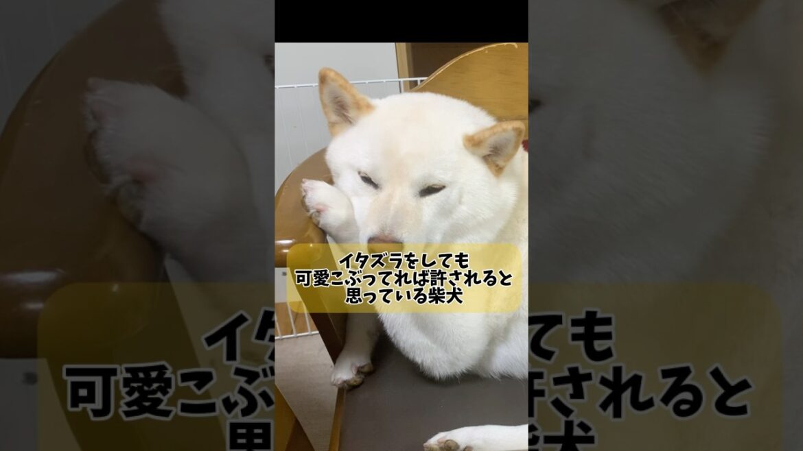 【犬必見】イタズラしても怒られない秘密教えちゃいます😊　#shorts #柴犬 #犬 #dog