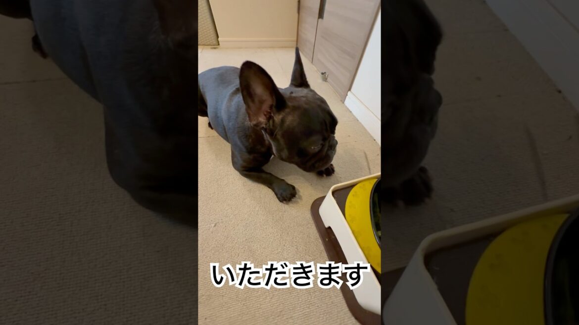 【今朝の凛さん】朝ご飯を食べるフレンチブルドッグの調子を確認する👀#frenchie #frenchbulldog #frenchbulldoglife #shorts