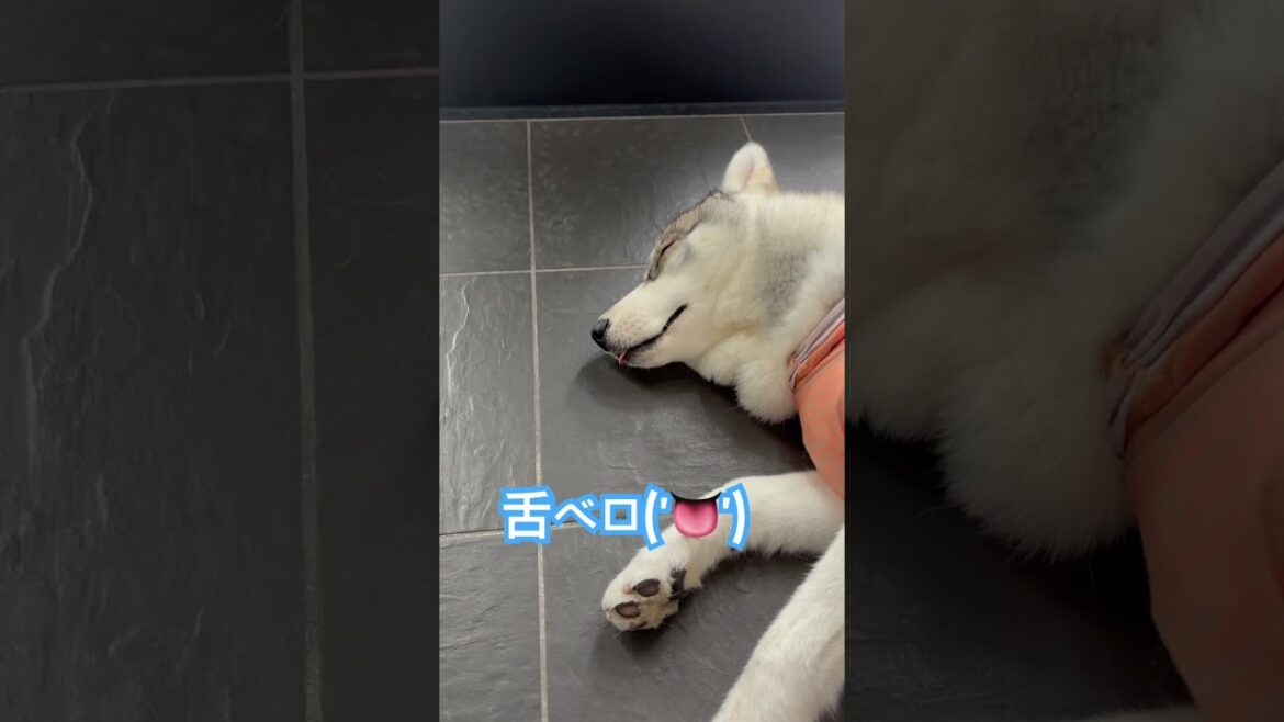 お昼寝するハスキーが可愛いすぎた #犬 #赤ちゃん #シベリアンハスキー #husky #siberianhusky #癒し #子犬 #かわいい #shorts #お昼寝 #かわいい犬 #husky