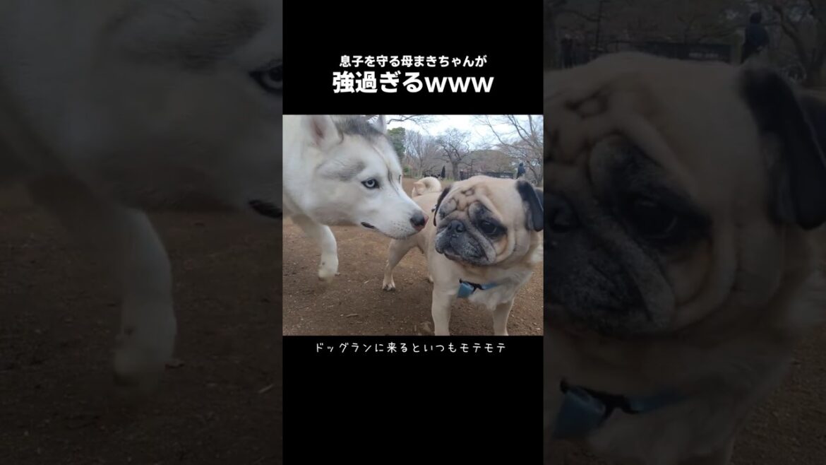 ドッグランで女帝になる繁殖引退犬