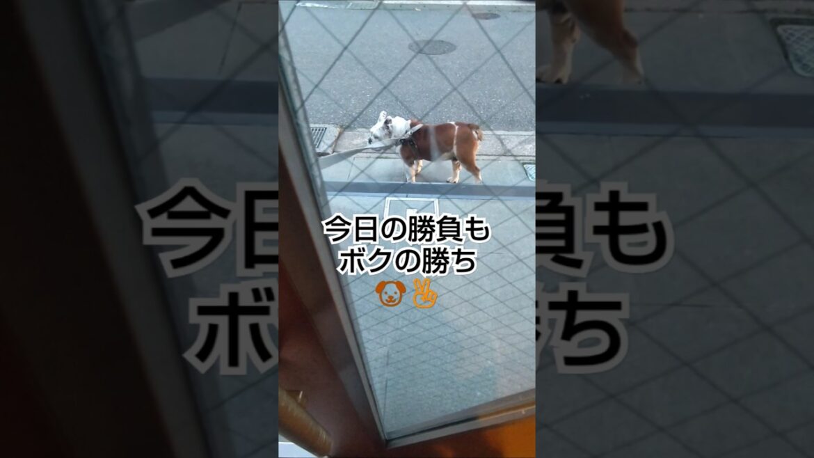 愛犬にすっかり気持ちを見透かされています#short#犬#ブルドッグ