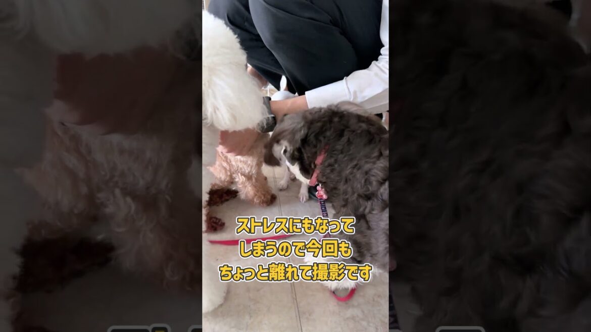 警戒心の強いスムースコートチワワさんとちょっと仲良くなれた！#犬のしつけ #dogtraining #dogshorts