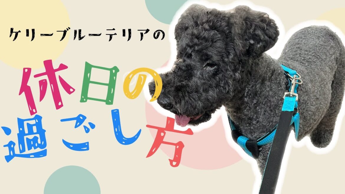 ケリーブルーテリアの休日vlog🌱