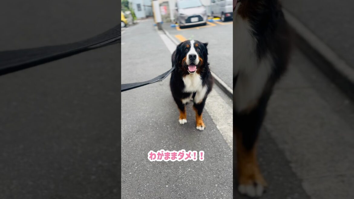 前日からウズウズ…大好きなお宅にお邪魔したバーニーズ🐾