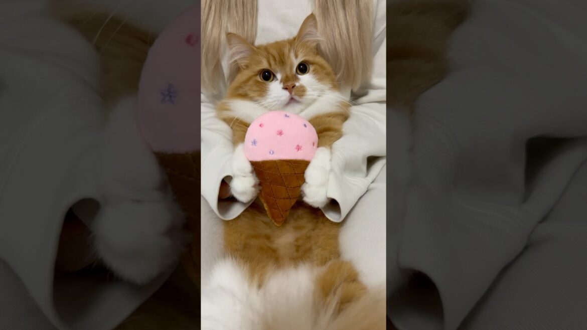 うにが何か持っています…🥰 #shorts #猫 #マンチカン #短足マンチカン #cat #munchkin