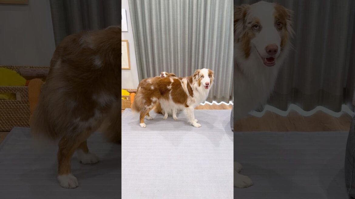 大きい弟犬と小さいお姉ちゃん犬の仲良し技が可愛すぎて尊い🥺♡【ボーダーコリー・オーストラリアンシェパード】#shorts