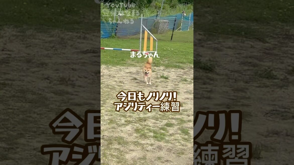 ノリノリでアジリティー練習をする豆柴 #Shorts #shortvideo