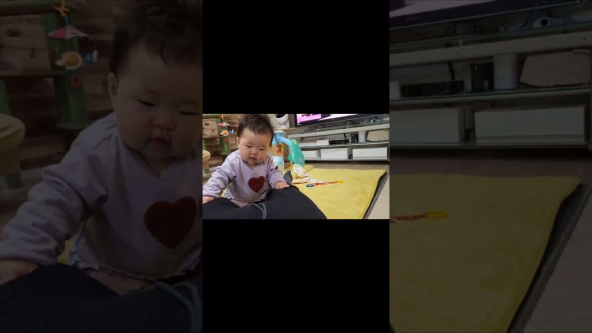 赤ちゃん大型犬3匹＋猫2匹。にぎやかだけどぬくもりたっぷりの家族です。#猫#大型犬 #保護猫  #ゴールデンレトリバー #ダルメシアン #ボーダーコリー #baby #dog #cat #shorts
