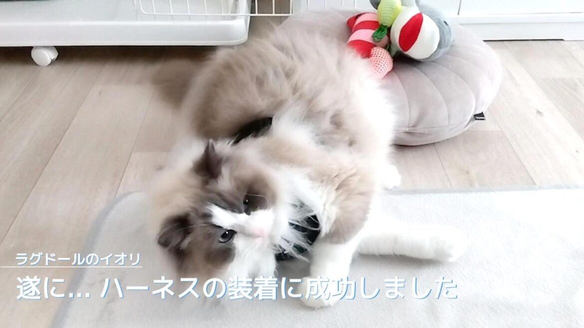 【ラグドール】遂に... ハーネスの装着に成功しました