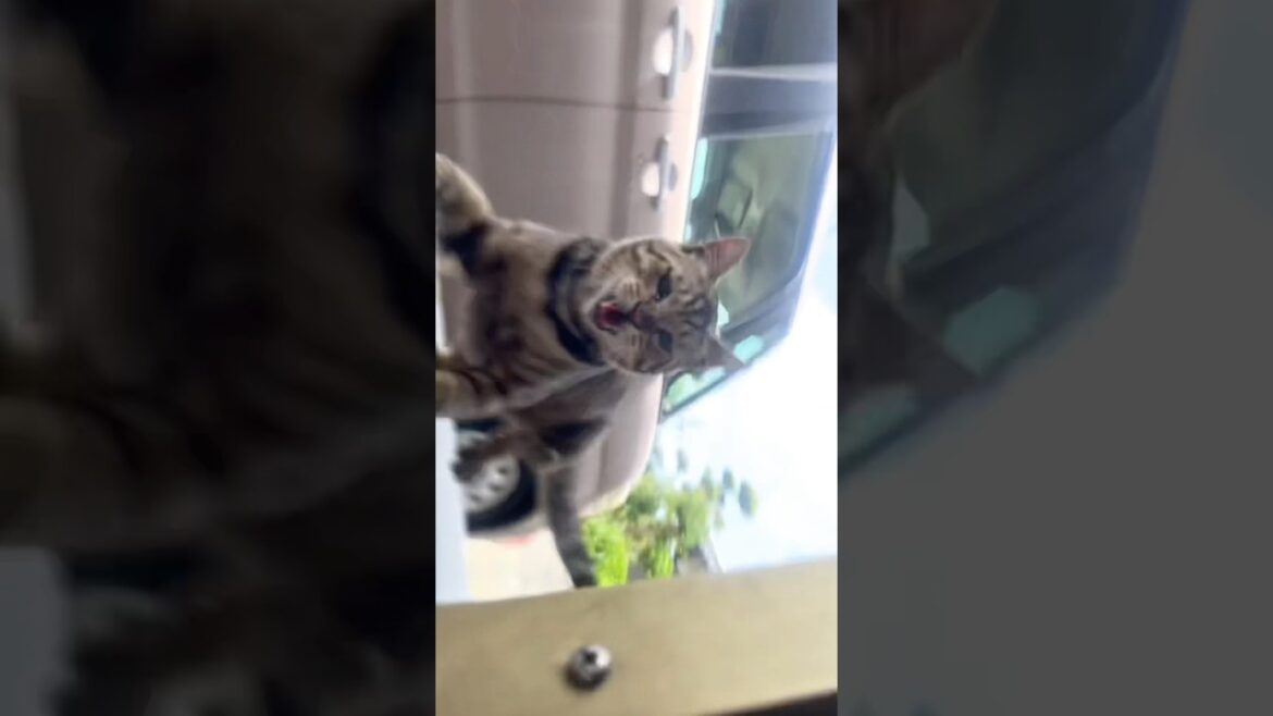 野良猫との温度差を痛感した主。顔見て嬉しくなってつい…#トラ福（細マッチョ）