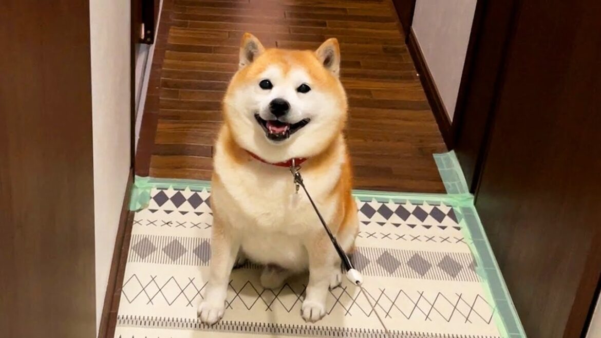 愛想よくさんぽ拒否する柴犬